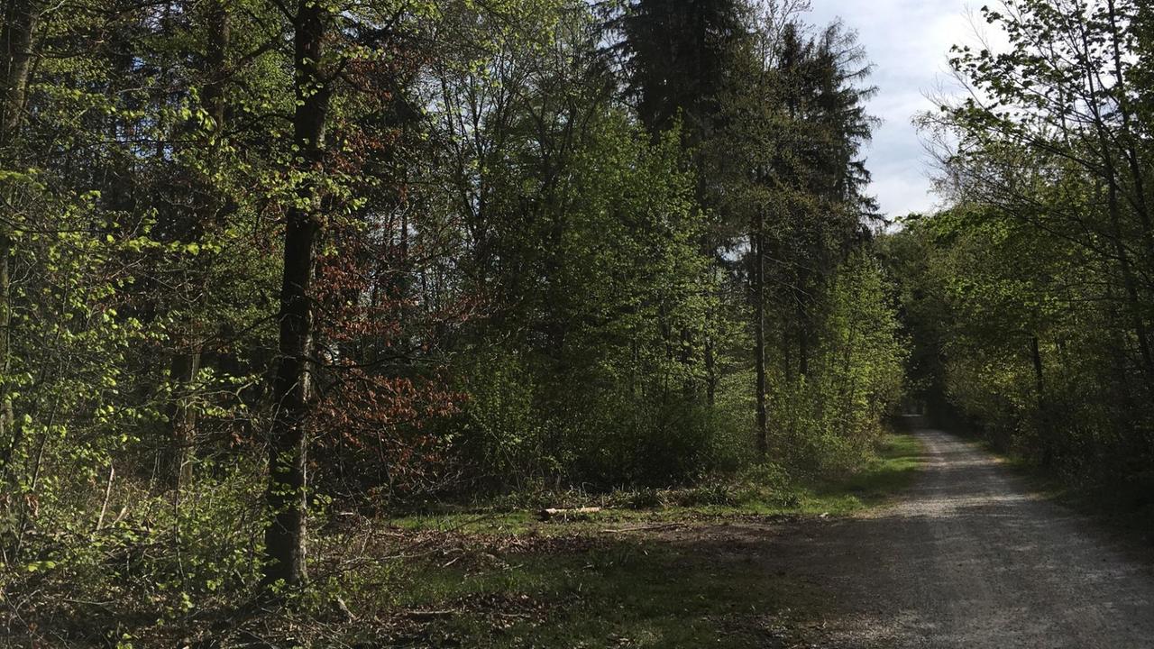 Ein Waldweg führt weit in den Wald hinein. Ein Waldweg führt weit in den Wald hinein.