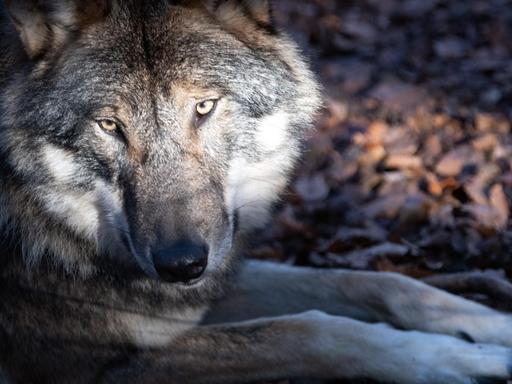 Ein Wolf liegt im Tierpark Kunsterspring auf dem Waldboden.
