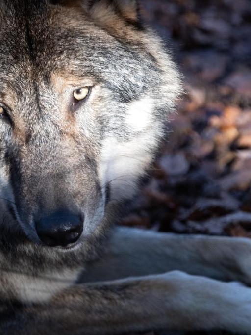 Ein Wolf liegt im Tierpark Kunsterspring auf dem Waldboden.
