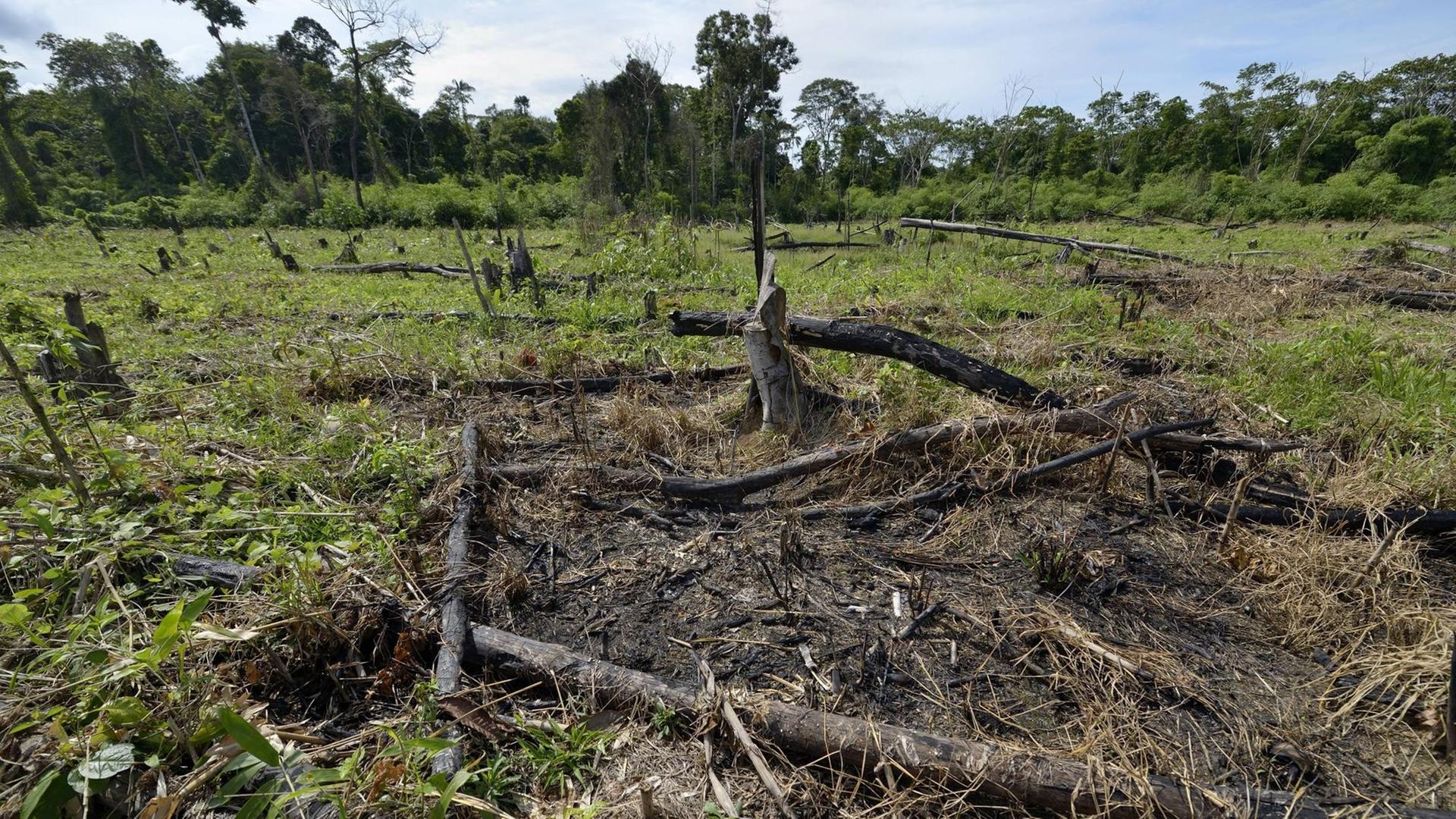Die Baumstümpfe von abgeholzten Bäumen im Amazonas-Regenwald. Die Baumstümpfe von abgeholzten Bäumen im Amazonas-Regenwald.