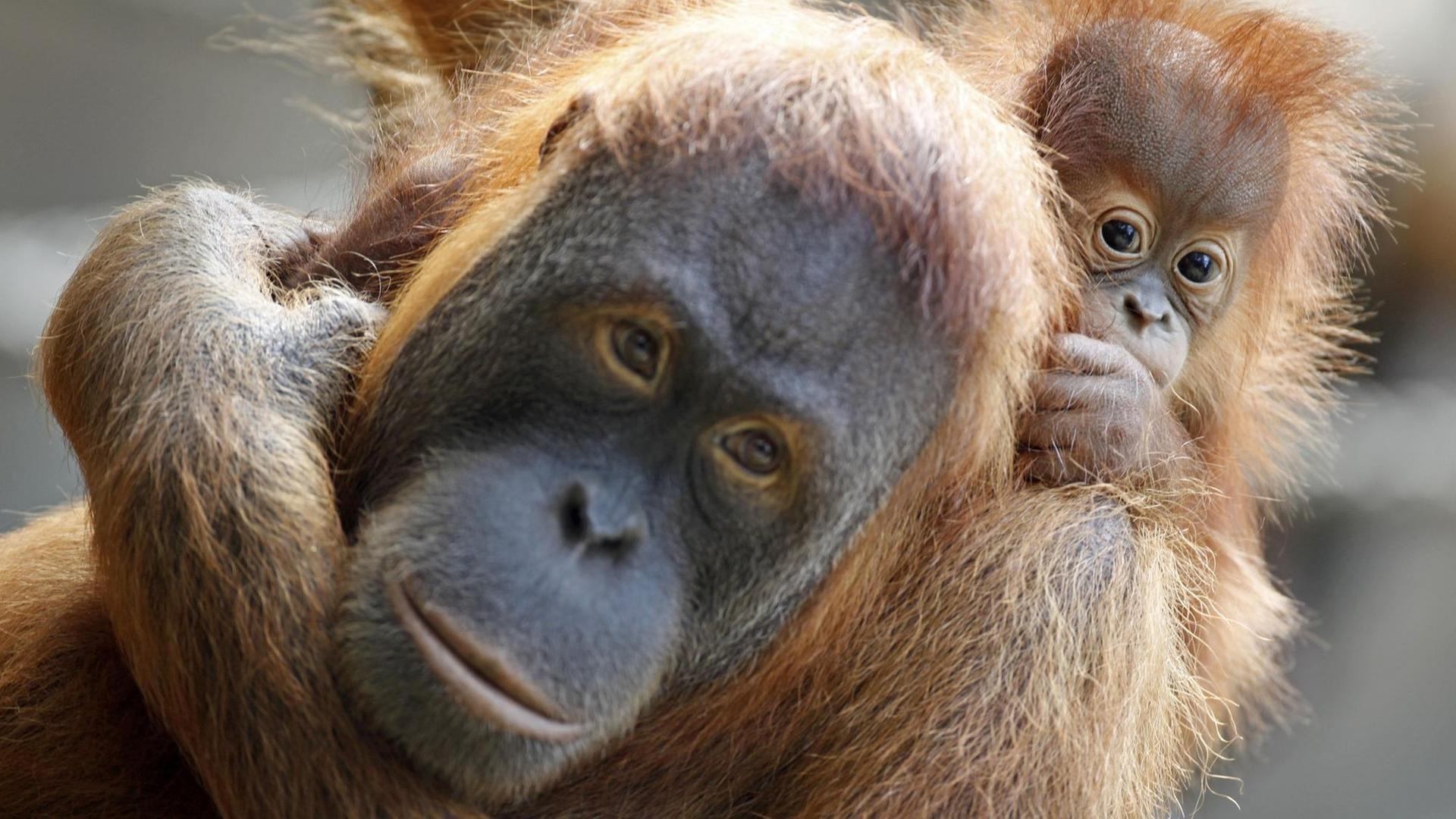 Das Orang-Utan-Weibchen Padana trägt ihr neugeborenes Baby auf dem Arm. Das Orang-Utan-Weibchen Padana trägt ihr neugeborenes Baby auf dem Arm.