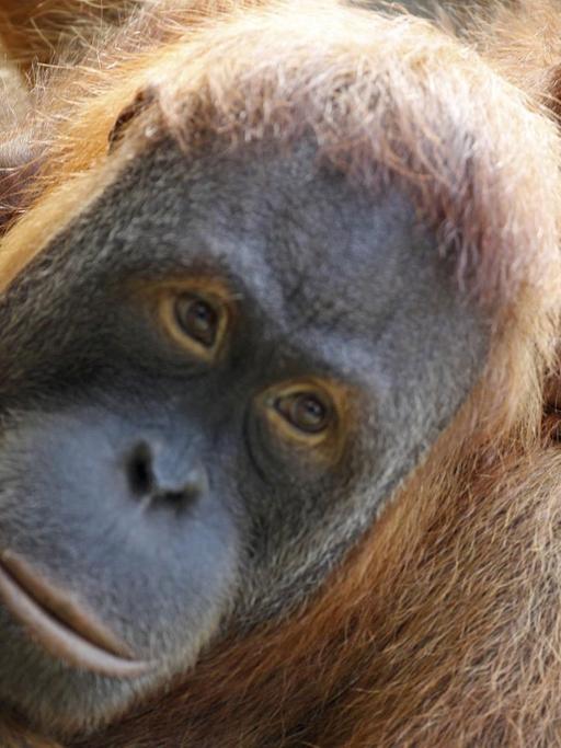 Das Orang-Utan-Weibchen Padana trägt ihr neugeborenes Baby auf dem Arm.