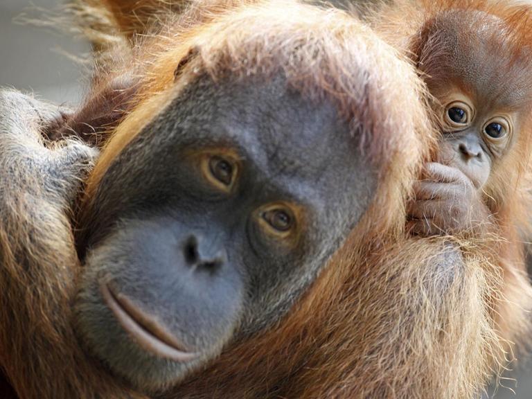 Das Orang-Utan-Weibchen Padana trägt ihr neugeborenes Baby auf dem Arm.