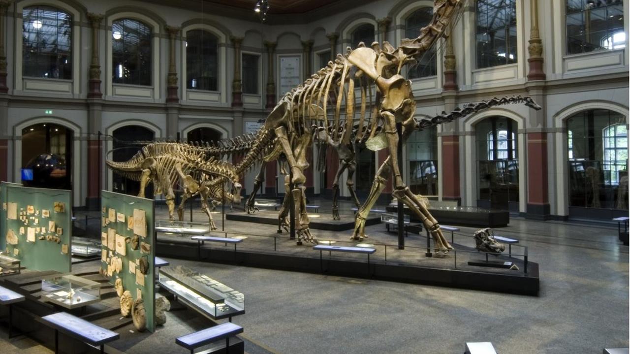 Der Brachiosaurus brancai in der großen Halle des Berliner Naturkundemuseums. Der Brachiosaurus brancai in der großen Halle des Berliner Naturkundemuseums.