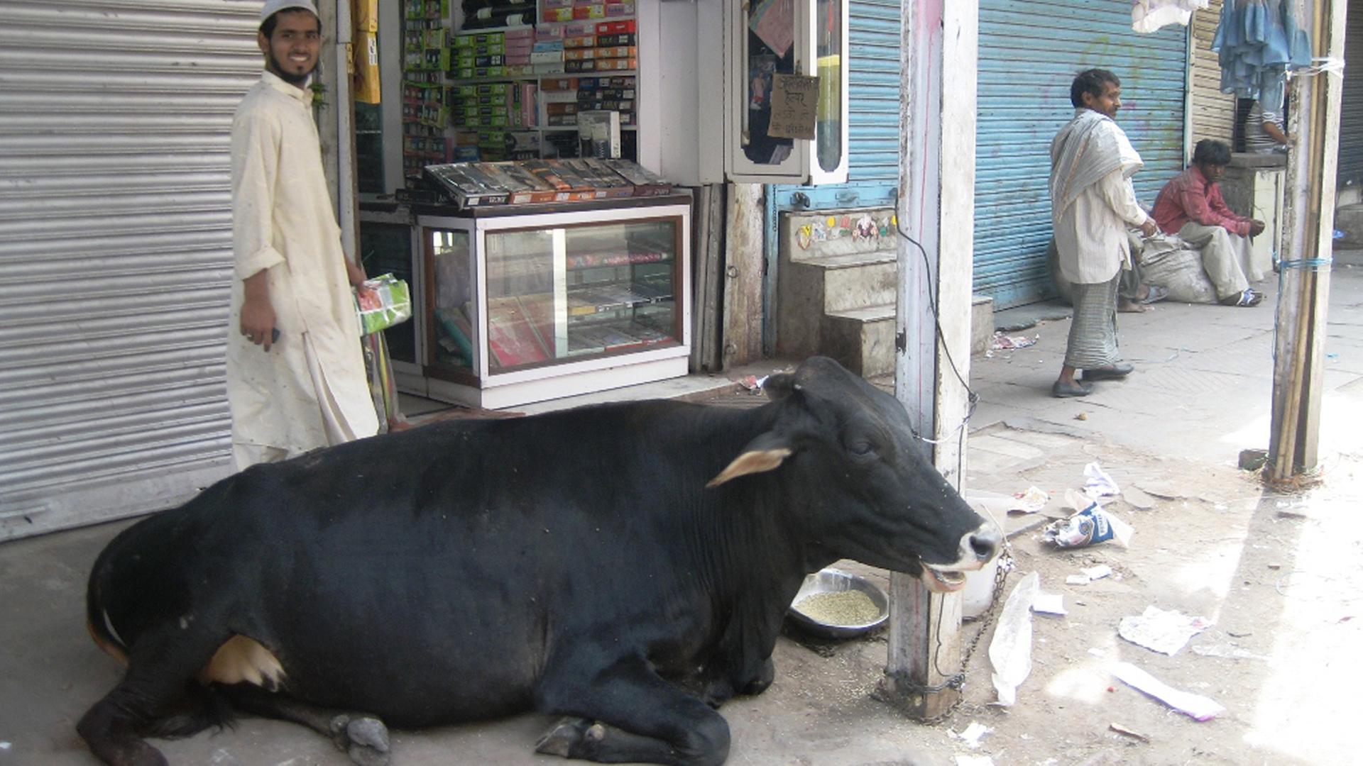 Eine Kuh liegt in einer Gasse in Old Delhi Eine Kuh liegt in einer Gasse in Old Delhi