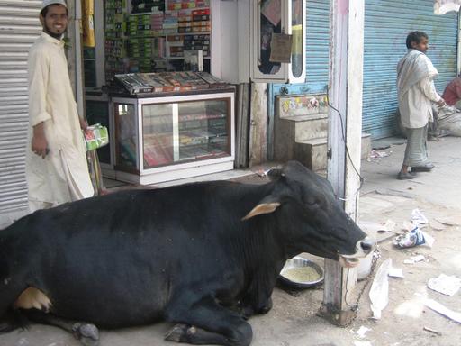 Eine Kuh liegt in einer Gasse in Old Delhi