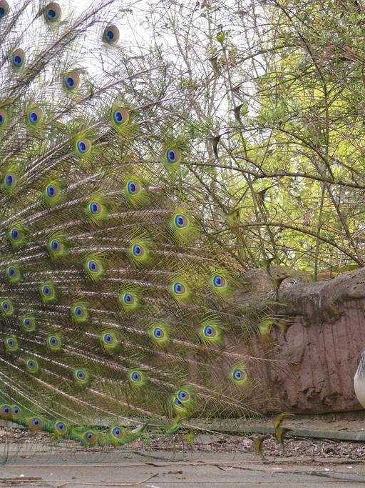 Ein Pfau schlägt ein Rad.