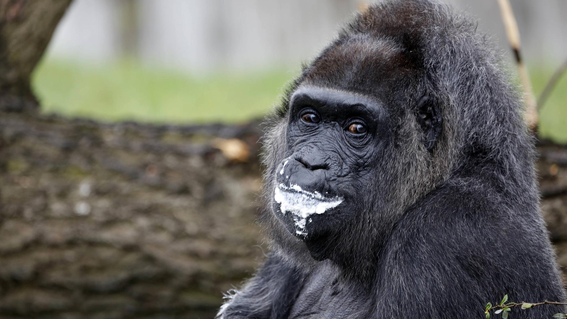 Ein Gorilla im Zoologischen Garten in Berlin Ein Gorilla im Zoologischen Garten in Berlin