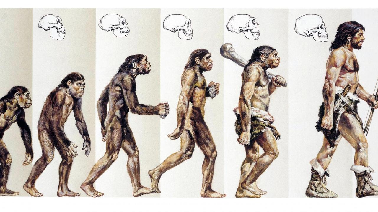 Die Evolution des Menschen Die Evolution des Menschen
