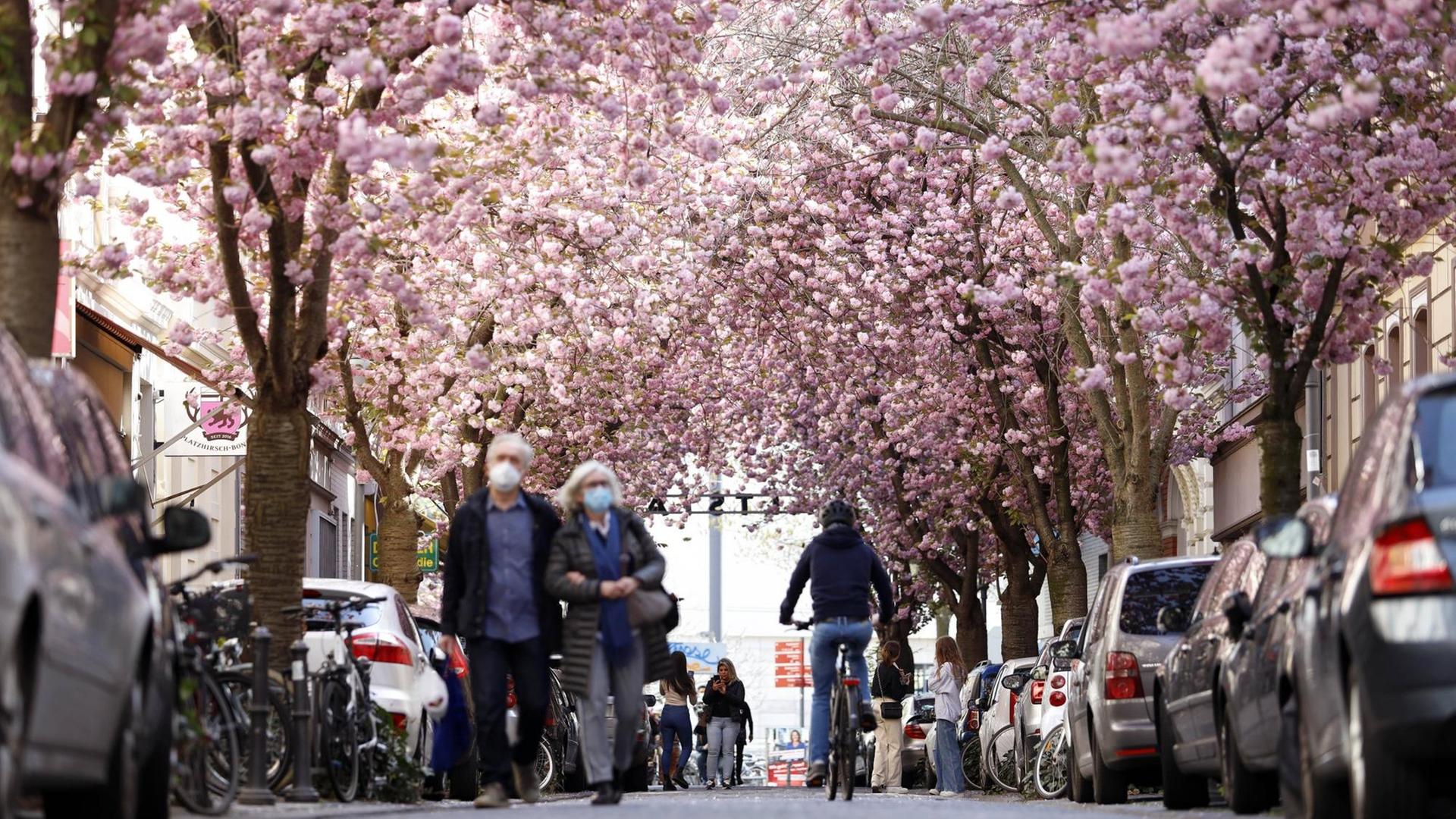 Passanten, Anwohner und Touristen bewundern die alljährliche Bonner Kirschblüte in der Bonner Altstadt rund um die Heerstraße. In diesem Jahr darf das Naturschauspiel nur unter Einhaltung strenger Corona-Maßnahmen beobachtet werden. Passanten, Anwohner und Touristen bewundern die alljährliche Bonner Kirschblüte in der Bonner Altstadt rund um die Heerstraße. In diesem Jahr darf das Naturschauspiel nur unter Einhaltung strenger Corona-Maßnahmen beobachtet werden.