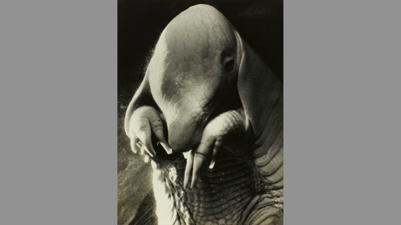 surrealistisches Foto von einem Gürteltier von der Künstlerin Dora Maar surrealistisches Foto von einem Gürteltier von der Künstlerin Dora Maar
