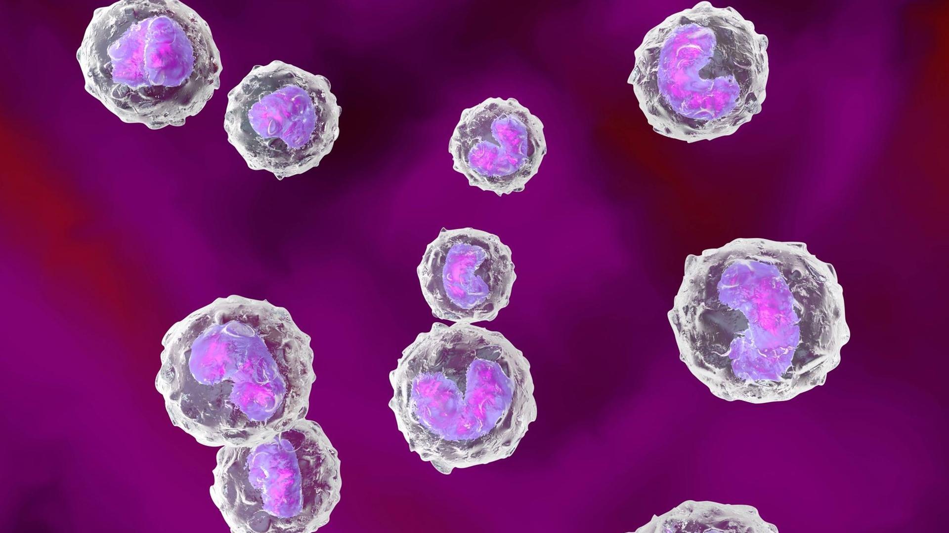 Abwehrzellen des Immunsystems Abwehrzellen des Immunsystems