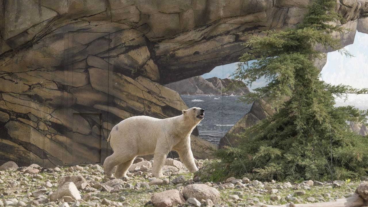 Der Bär Akiak im neuen Polarium des Rostocker Zoos für Eisbären und Pinguinen. Die Erlebnislandschaft wird gleichzeitig ein Besucherzentrum mit der Ausstellung Meereswelten beherbergen. Der Neubau des gut 14 Millionen Euro teuren Polariums war notwendig geworden, weil die frühere Bärenburg den modernen Anforderungen an die Tierhaltung widersprach. Der Bär Akiak im neuen Polarium des Rostocker Zoos für Eisbären und Pinguinen. Die Erlebnislandschaft wird gleichzeitig ein Besucherzentrum mit der Ausstellung Meereswelten beherbergen. Der Neubau des gut 14 Millionen Euro teuren Polariums war notwendig geworden, weil die frühere Bärenburg den modernen Anforderungen an die Tierhaltung widersprach.