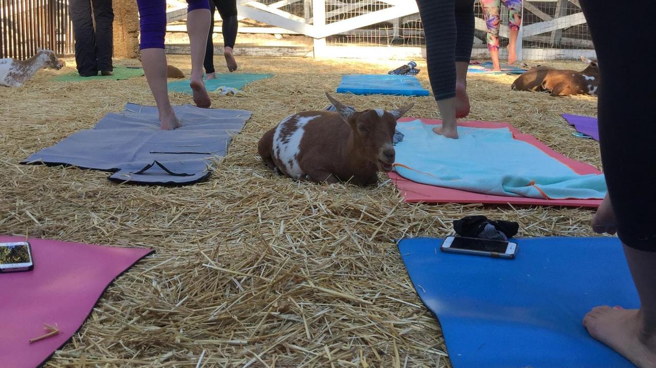 "Goat Yoga", Yoga mit Ziegen ist der neueste Trend aus den USA. "Goat Yoga", Yoga mit Ziegen ist der neueste Trend aus den USA.