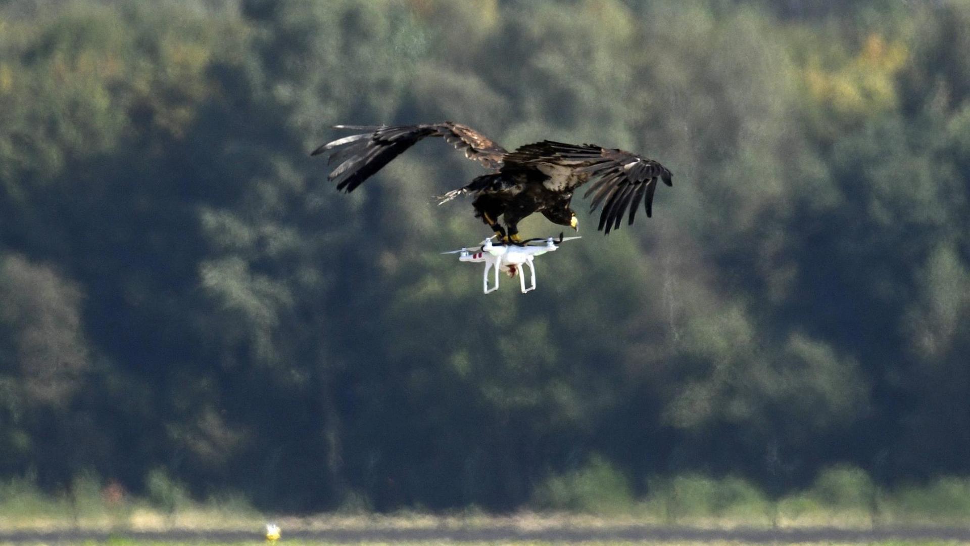 Ein Raubvogel fängt eine Drohne.