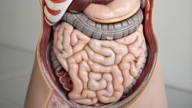 Der Darm im anatomischen Modell eines Menschen an der Medizinischen Hochschule Hannover