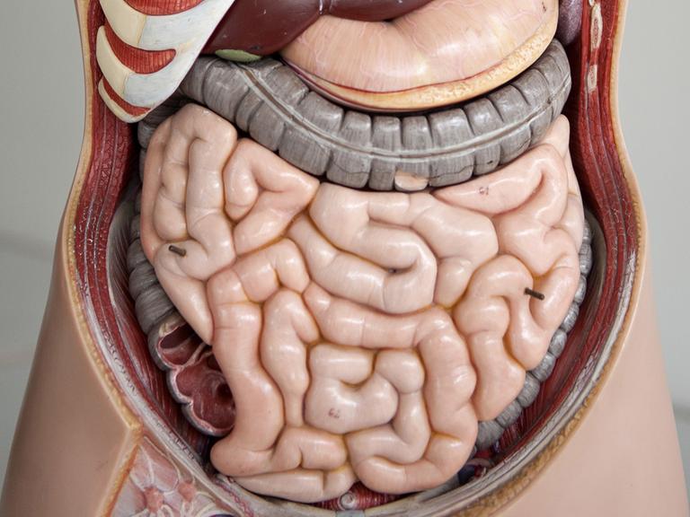 Der Darm im anatomischen Modell eines Menschen an der Medizinischen Hochschule Hannover