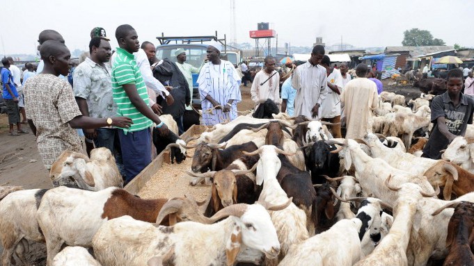 Nigerianische Muslime kaufen auf dem Viehmarkt von Kara Schafe für das islamische Opferfest ein.