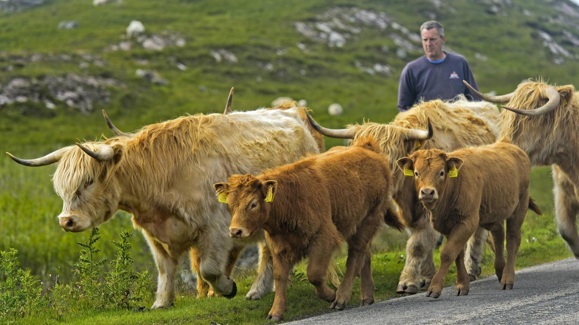 Ein Viehhalter treibt eine Herde schottischer Hochlandrinder auf einer Landstraße