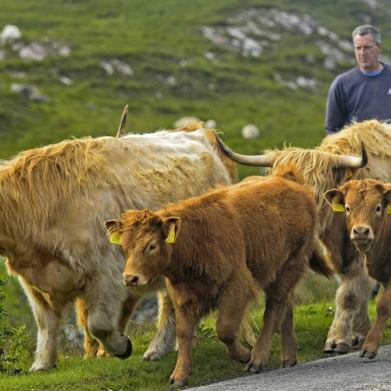 Eine Herde Schottischer Hochlandrinder Eine Herde Schottischer Hochlandrinder