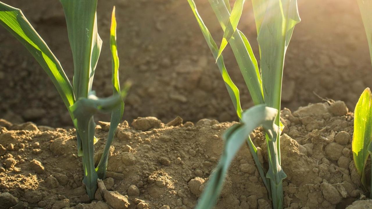 Ein trockenes Feld mit Korn in der Sonne. Ein trockenes Feld mit Korn in der Sonne.