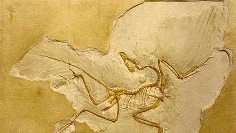 Möglicherweise nur eines unter den frühesten Federtieren: der Urvogel Archaeopteryx.