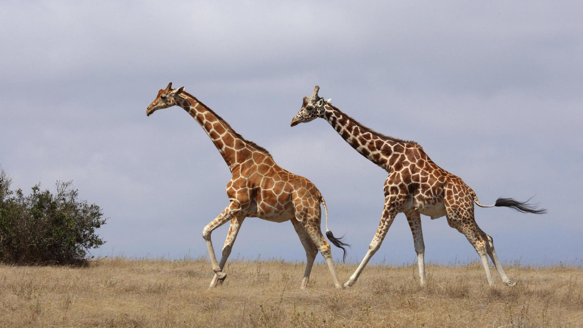 2 Giraffen laufen durch die Savanne. 2 Giraffen laufen durch die Savanne.
