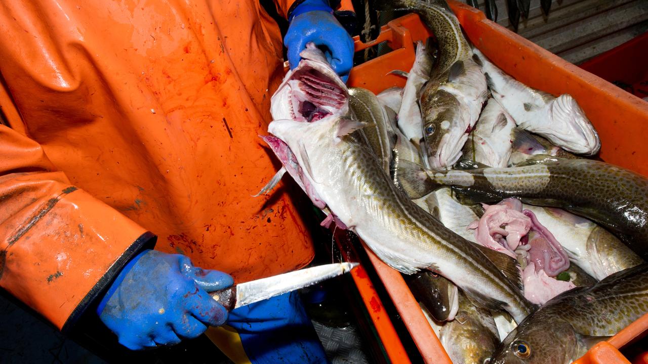 Fischer Martin Lange schlachtet am 29.09.2011 mit einem Messer Dorsche. Mit seinem Kutter "FRE 34" läuft der Fischer derzeit jeden Tag bei Wind und Wetter von Barhöft bei Stralsund zum Dorschfang auf der Ostsee aus. Fischer Martin Lange schlachtet am 29.09.2011 mit einem Messer Dorsche. Mit seinem Kutter "FRE 34" läuft der Fischer derzeit jeden Tag bei Wind und Wetter von Barhöft bei Stralsund zum Dorschfang auf der Ostsee aus.
