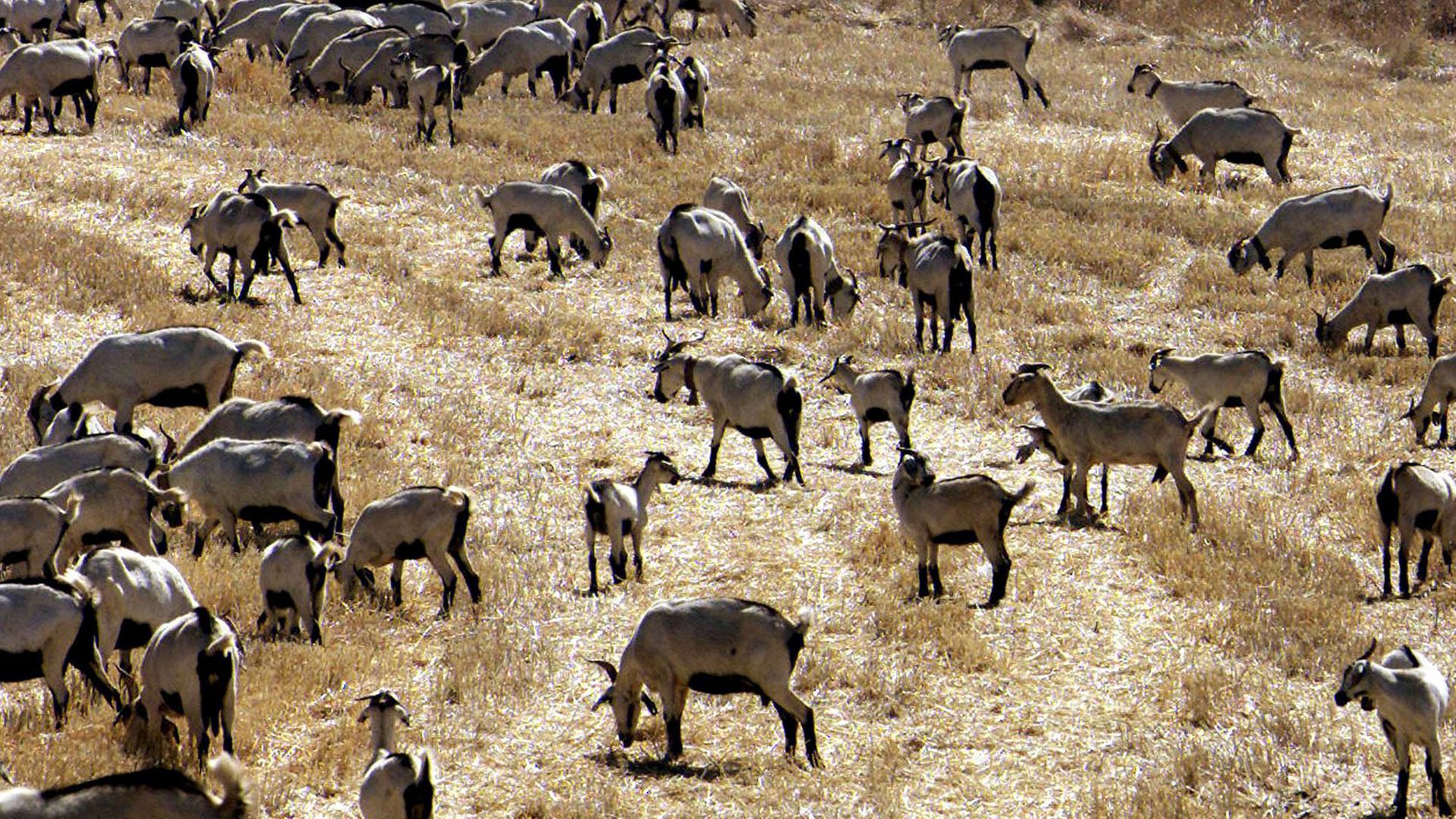 Eine Ziegenherde auf einer trockenen Weide in Alentejo, im Süden Portugals. Eine Ziegenherde auf einer trockenen Weide in Alentejo, im Süden Portugals.