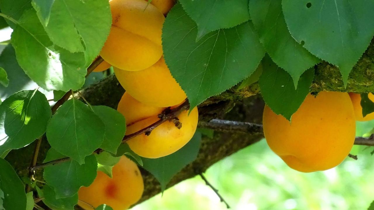 Aprikosen an einem Baum Aprikosen an einem Baum