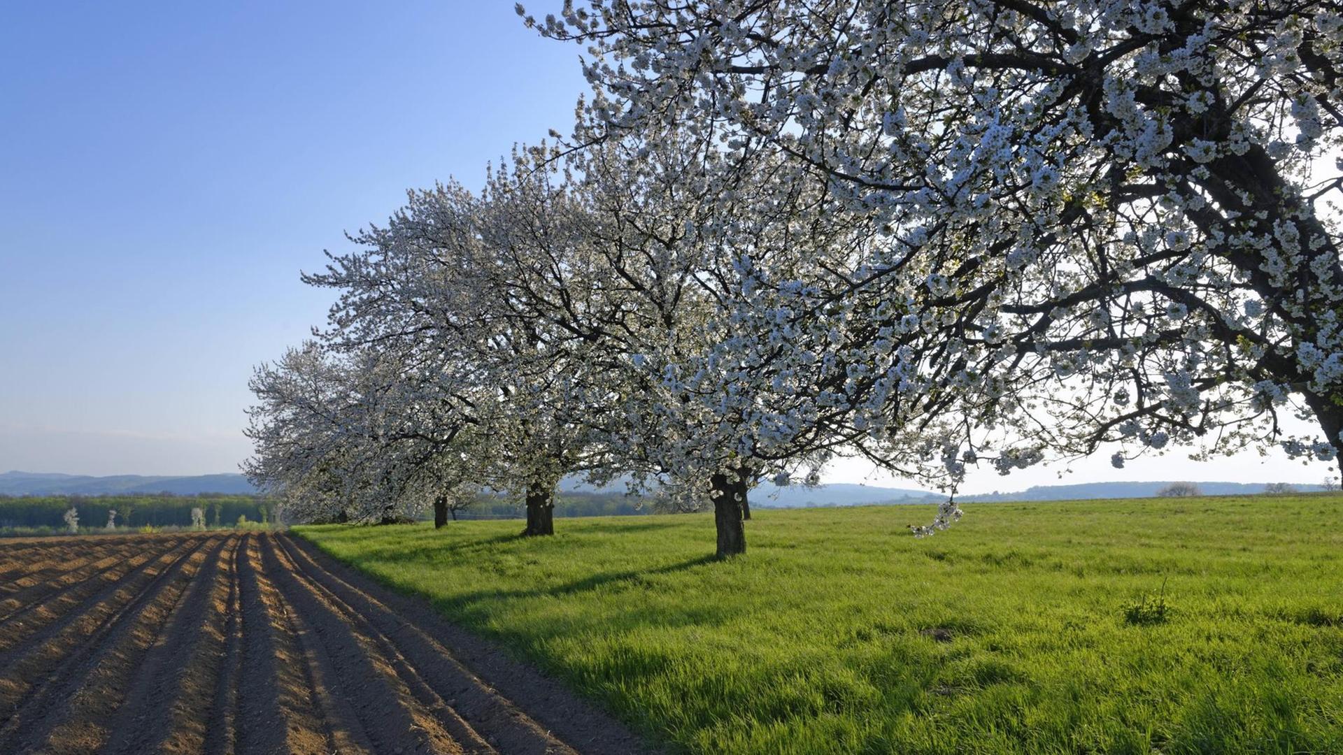 Blühende Obstbäume auf einer Wiese neben einem Acker mit Ackerfurchen. Blühende Obstbäume auf einer Wiese neben einem Acker mit Ackerfurchen.
