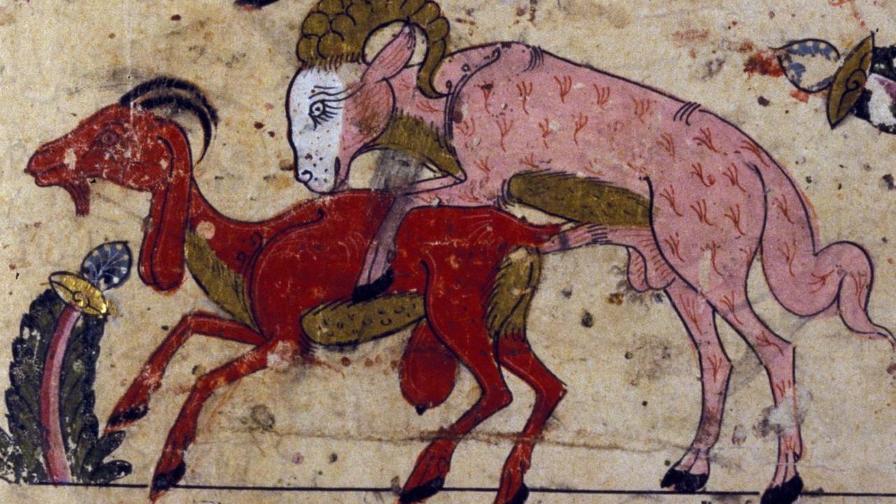 Illustration eines Ziegenbocks, der von hinten eine Ziege bespringt.