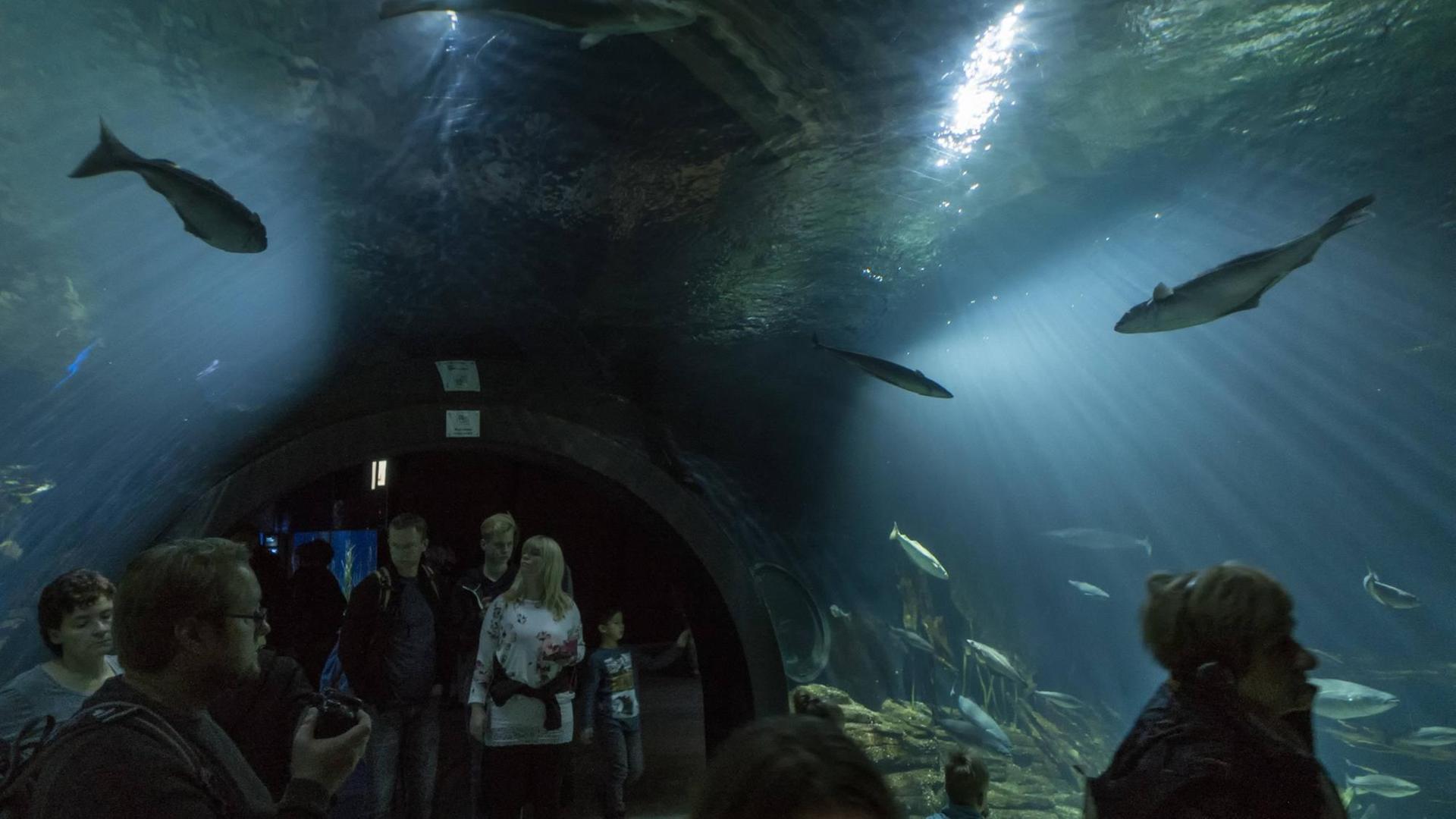Im Aquarium Helgoland im Ozeaneum Stralsund schwimmen Pollacks, Katzenhaie und Lippfische