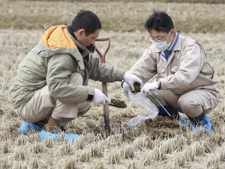 Beamte der Fukushima-Präfektur untersuchen ein Reisfeld im nordjapanischen Kunimimachi auf Strahlenbelastung.