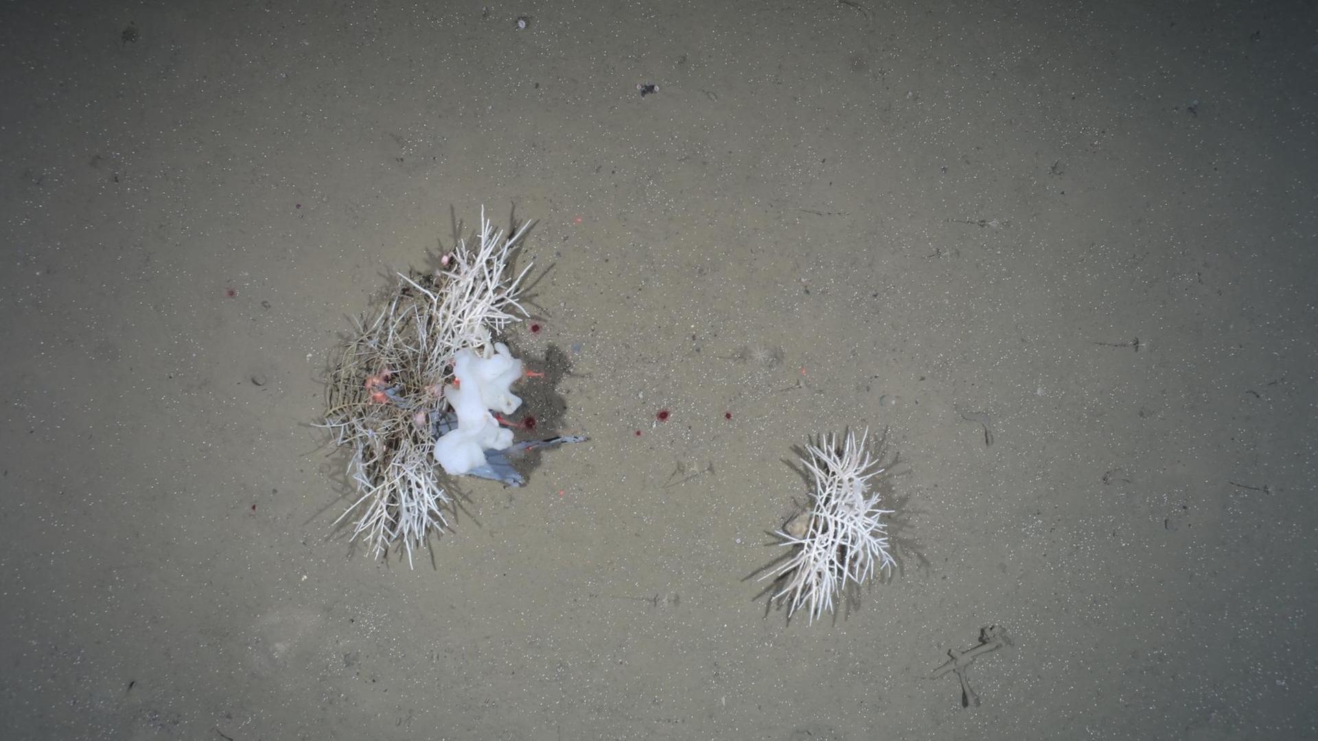 Plastikfetzen der sich in einem Schwamm verfangen hat und mit Anemonen besiedelt ist. Plastikfetzen der sich in einem Schwamm verfangen hat und mit Anemonen besiedelt ist.