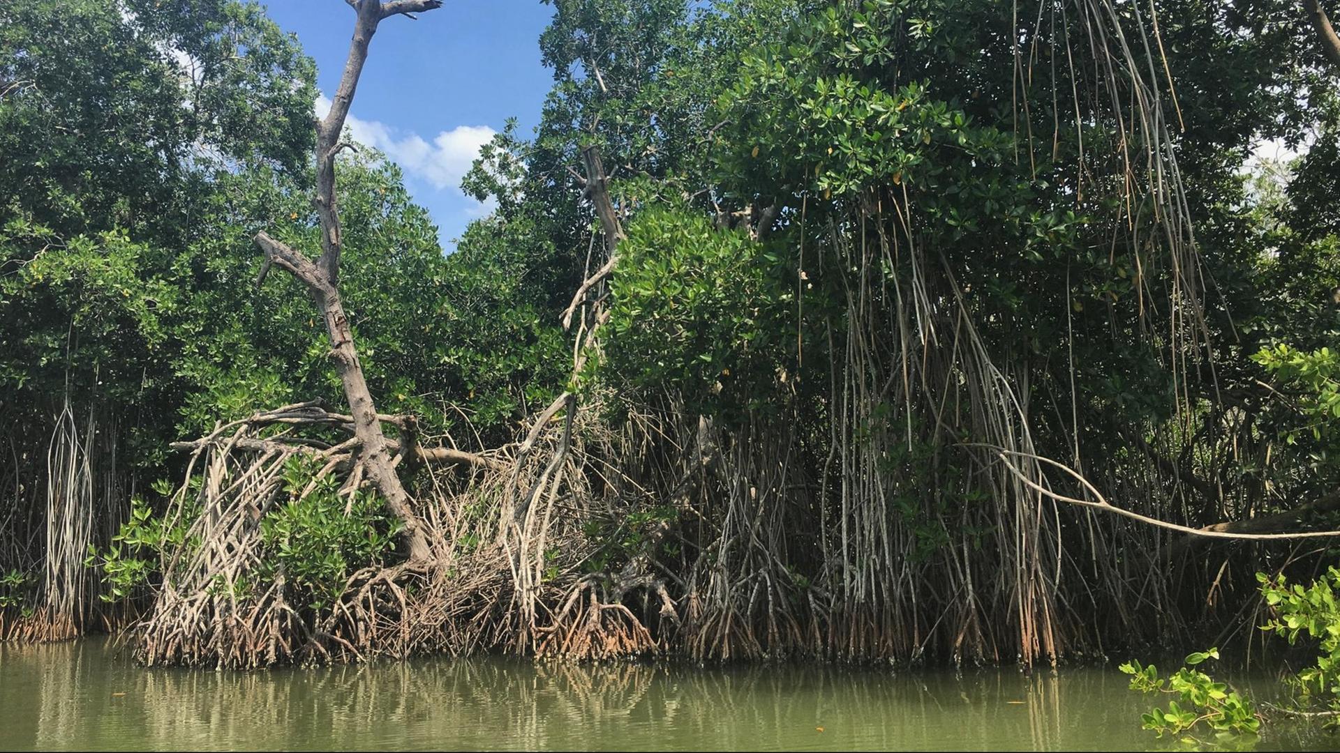 Mangrovenwald in La Boquilla, Kolumbien Mangrovenwald in La Boquilla, Kolumbien