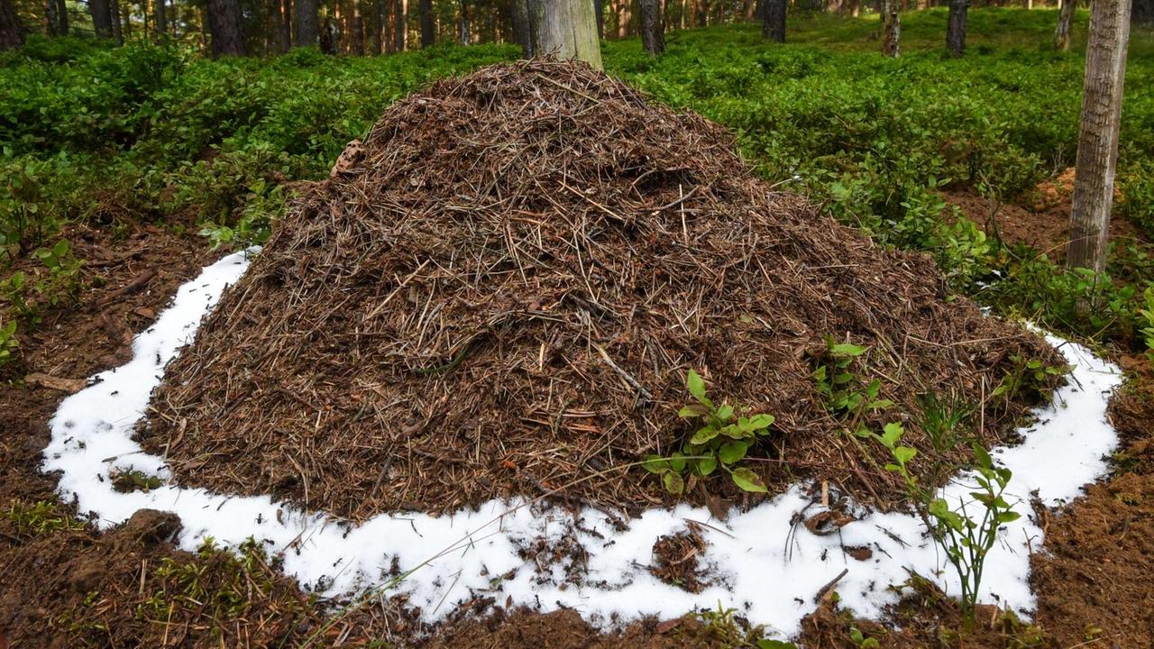 Ein neu angelegter Ameisenhaufen in einem Wald nahe Birkenwerder (Brandenburg). Den Waldameisenhaufen umgibt ein Ring aus Zucker - eine erste Nahrungsquelle der Neuankömmlinge. Ein neu angelegter Ameisenhaufen in einem Wald nahe Birkenwerder (Brandenburg). Den Waldameisenhaufen umgibt ein Ring aus Zucker - eine erste Nahrungsquelle der Neuankömmlinge.