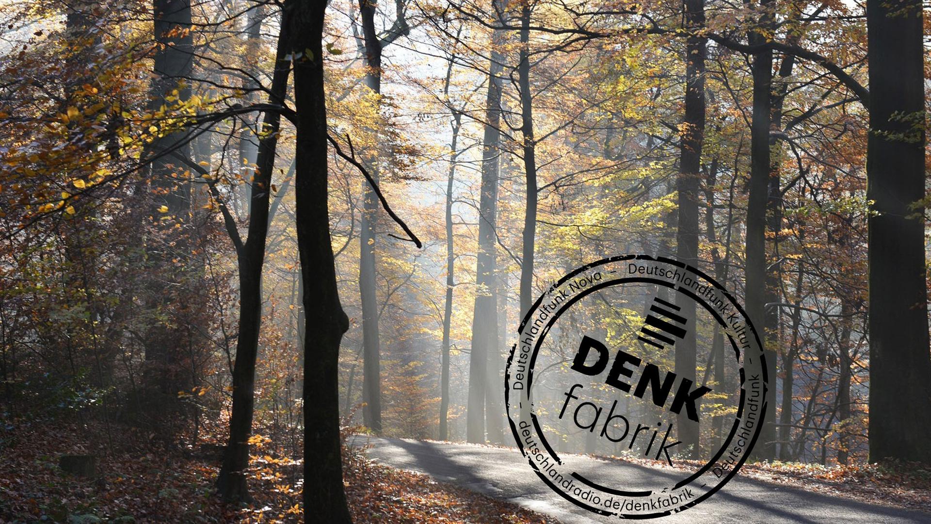 Novembernebel und erster Raureif verzaubern den Herbstwald im Sauerland auch in diesem Monat. Novembernebel und erster Raureif verzaubern den Herbstwald im Sauerland auch in diesem Monat.