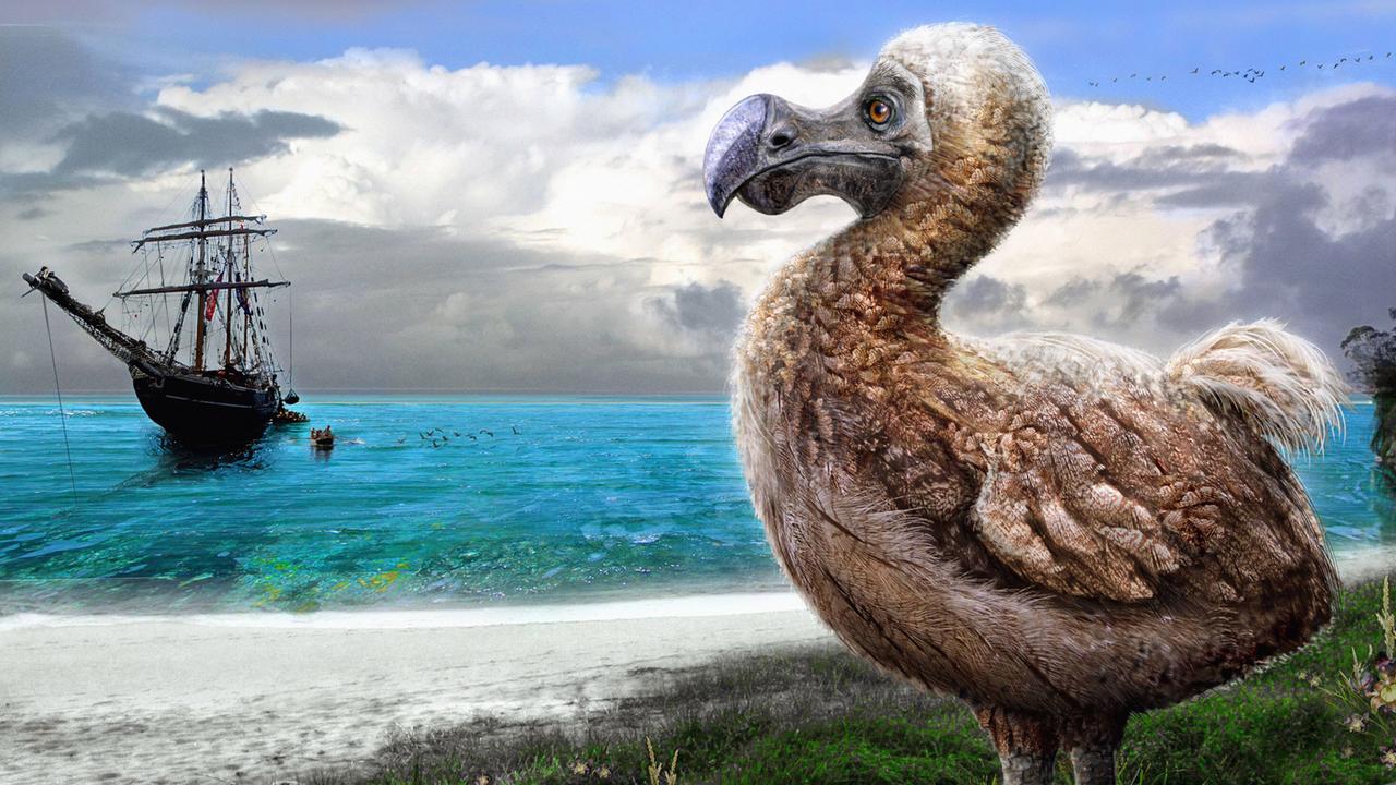 Zeichnung eines Dodos. Zeichnung eines Dodos.