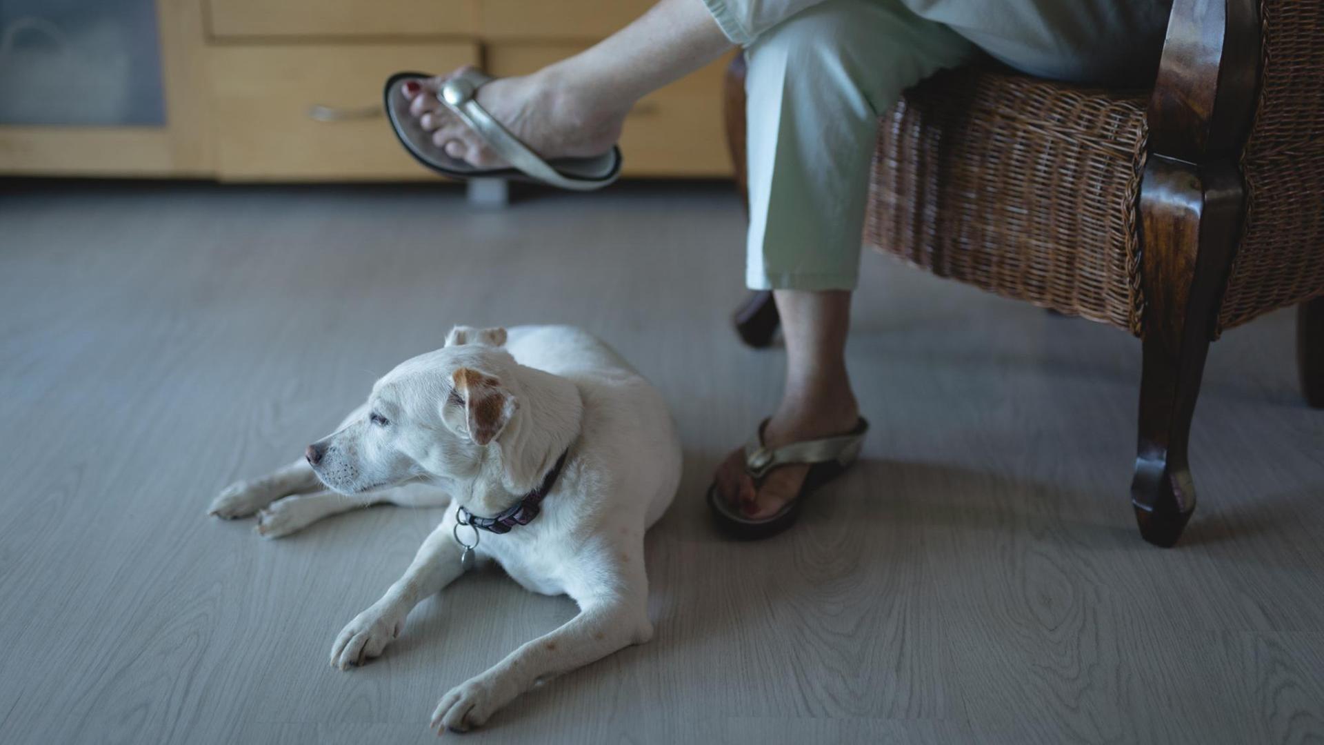 Ein Hund liegt zu Füßen einer lesenden Person. Ein Hund liegt zu Füßen einer lesenden Person.