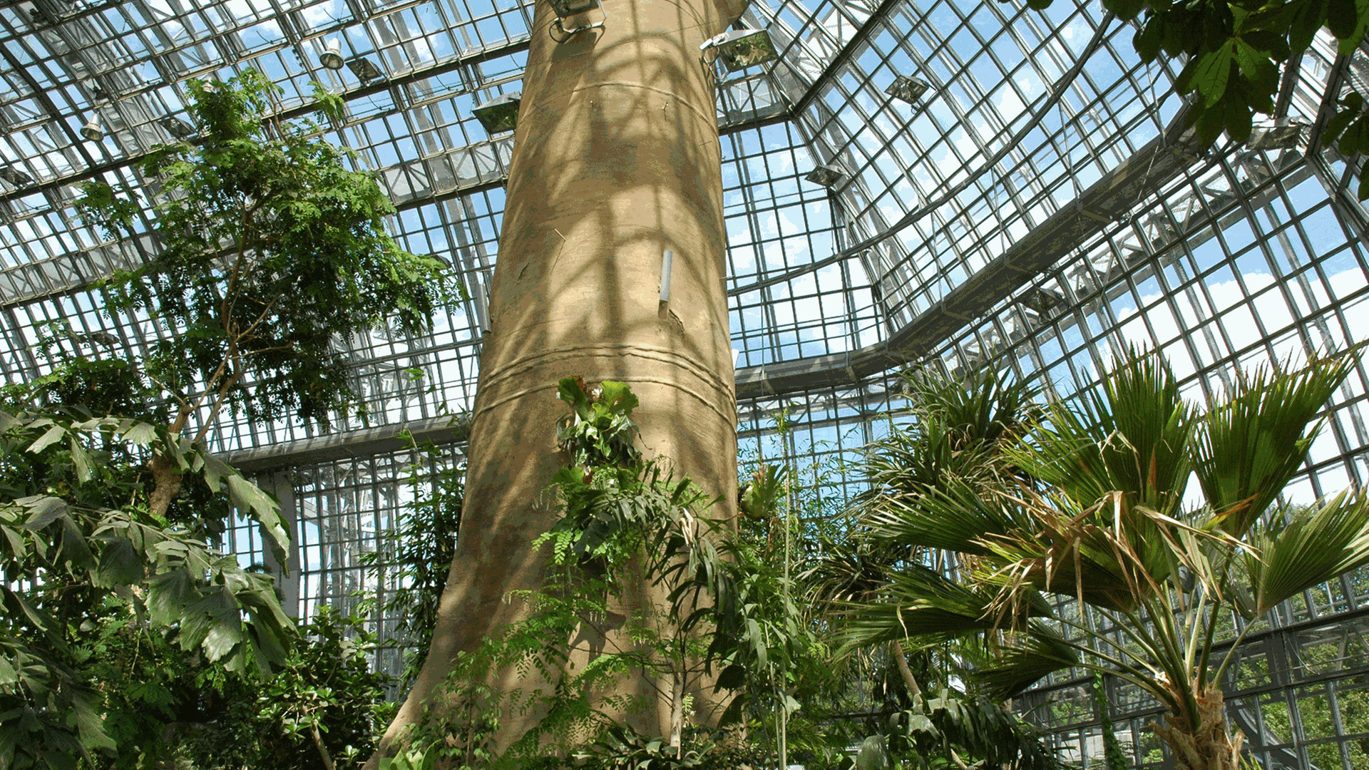 Botanischer Garten Berlin - das große Tropenhaus Botanischer Garten Berlin - das große Tropenhaus