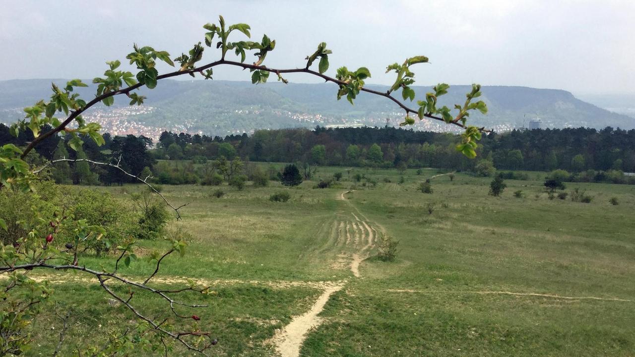 Blick auf Jena vom nordwestlich gelegenen Windknollen, auf dessen Höhen 1806 die Schlacht von Jena und Auerstedt ausgefochten wurde. Blick auf Jena vom nordwestlich gelegenen Windknollen, auf dessen Höhen 1806 die Schlacht von Jena und Auerstedt ausgefochten wurde.