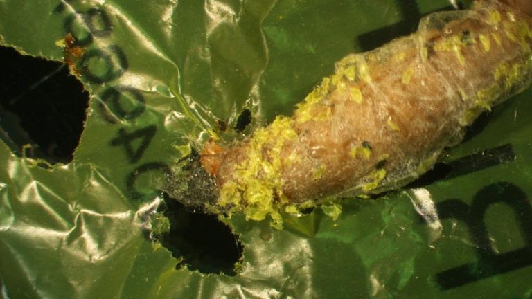 Eine Raupe, die Plastik fressen kann (undatierte Aufnahme). In Spanien wurde der bisher schnellste "Plastikfresser" entdeckt. Es ist diese Raupe, die im Kampf gegen das Plastikmüll-Problem neue Hoffnung weckt. Die Entdeckung gelang einer Wissenschaftlerin durch Zufall bei der Säuberung eines Bienenstocks. Eine Raupe, die Plastik fressen kann (undatierte Aufnahme). In Spanien wurde der bisher schnellste "Plastikfresser" entdeckt. Es ist diese Raupe, die im Kampf gegen das Plastikmüll-Problem neue Hoffnung weckt. Die Entdeckung gelang einer Wissenschaftlerin durch Zufall bei der Säuberung eines Bienenstocks.
