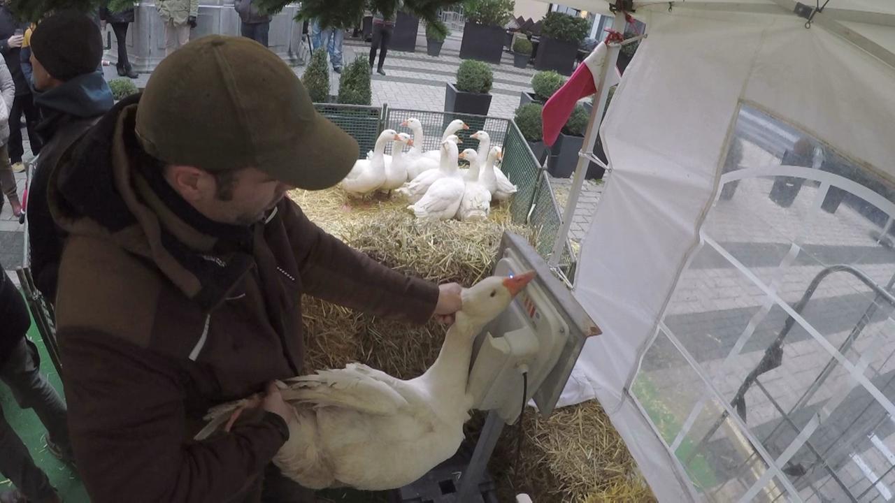 Die Gänse in der Kölner Innenstadt Die Gänse in der Kölner Innenstadt