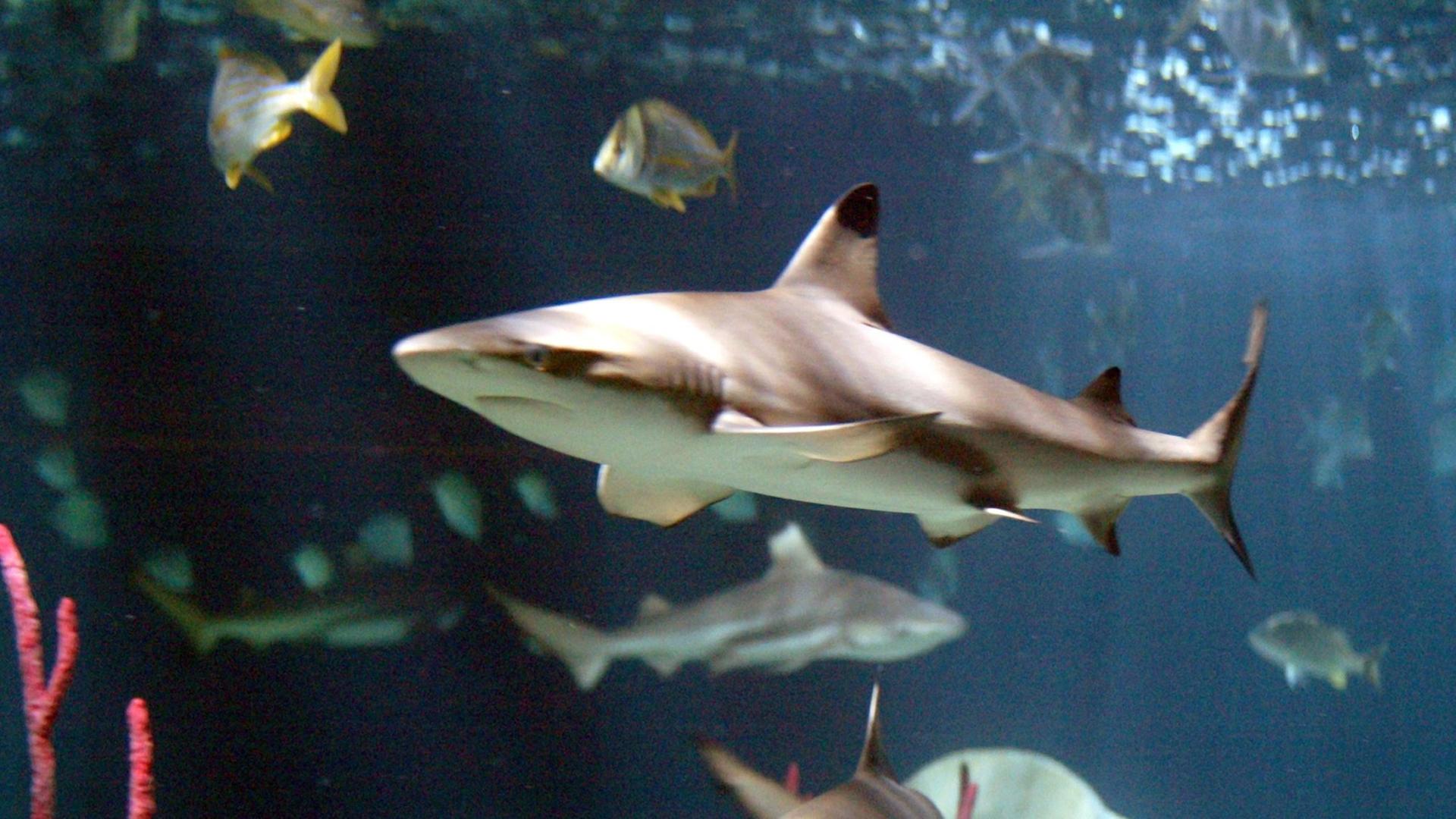 Schwarzspitzenhaie im Sea Life Centre des Linnanmäki-Vergnügungsparks in Helsinki in Finnland Schwarzspitzenhaie im Sea Life Centre des Linnanmäki-Vergnügungsparks in Helsinki in Finnland