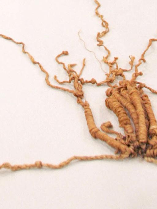 "Quipus" genannte Knotenschnüre aus Peru, ein mathematisches Hilfsmittel der Inka.