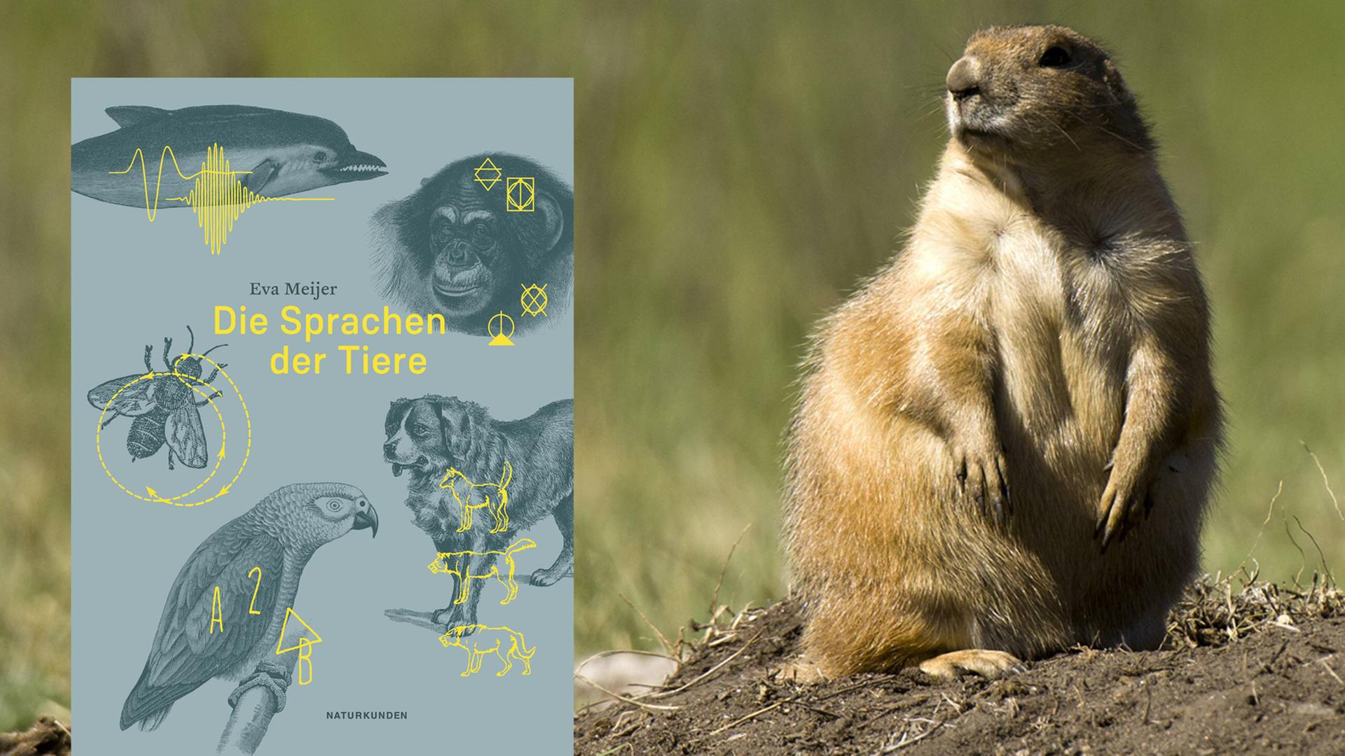 Buchcover Eva Meijer: Die Sprachen der Tiere Buchcover Eva Meijer: Die Sprachen der Tiere