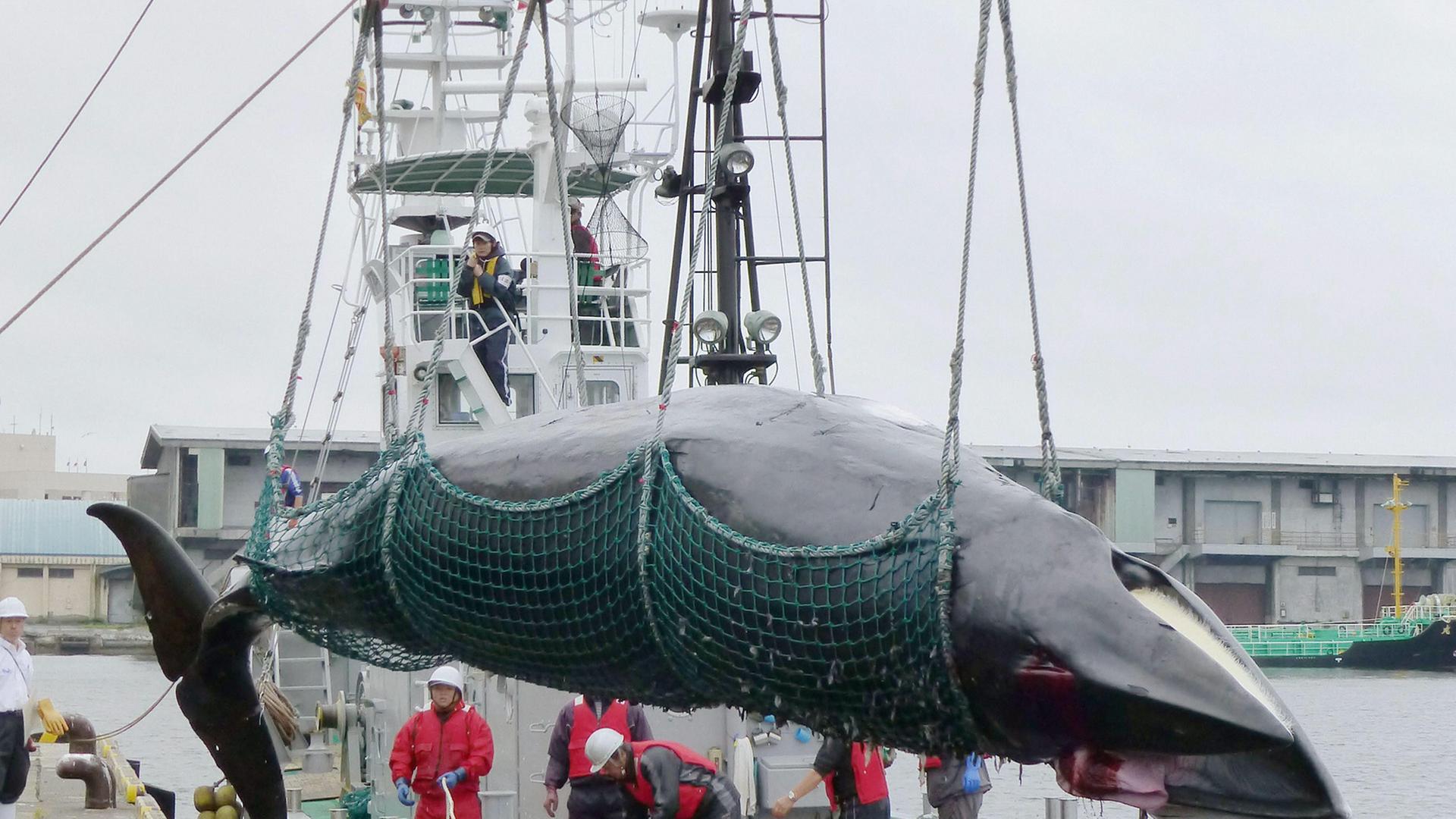 Ein toter Minkwal wird mit Hilfe eines Krans von einem Walfang-Schiff heruntergeholt. Ein toter Minkwal wird mit Hilfe eines Krans von einem Walfang-Schiff heruntergeholt.