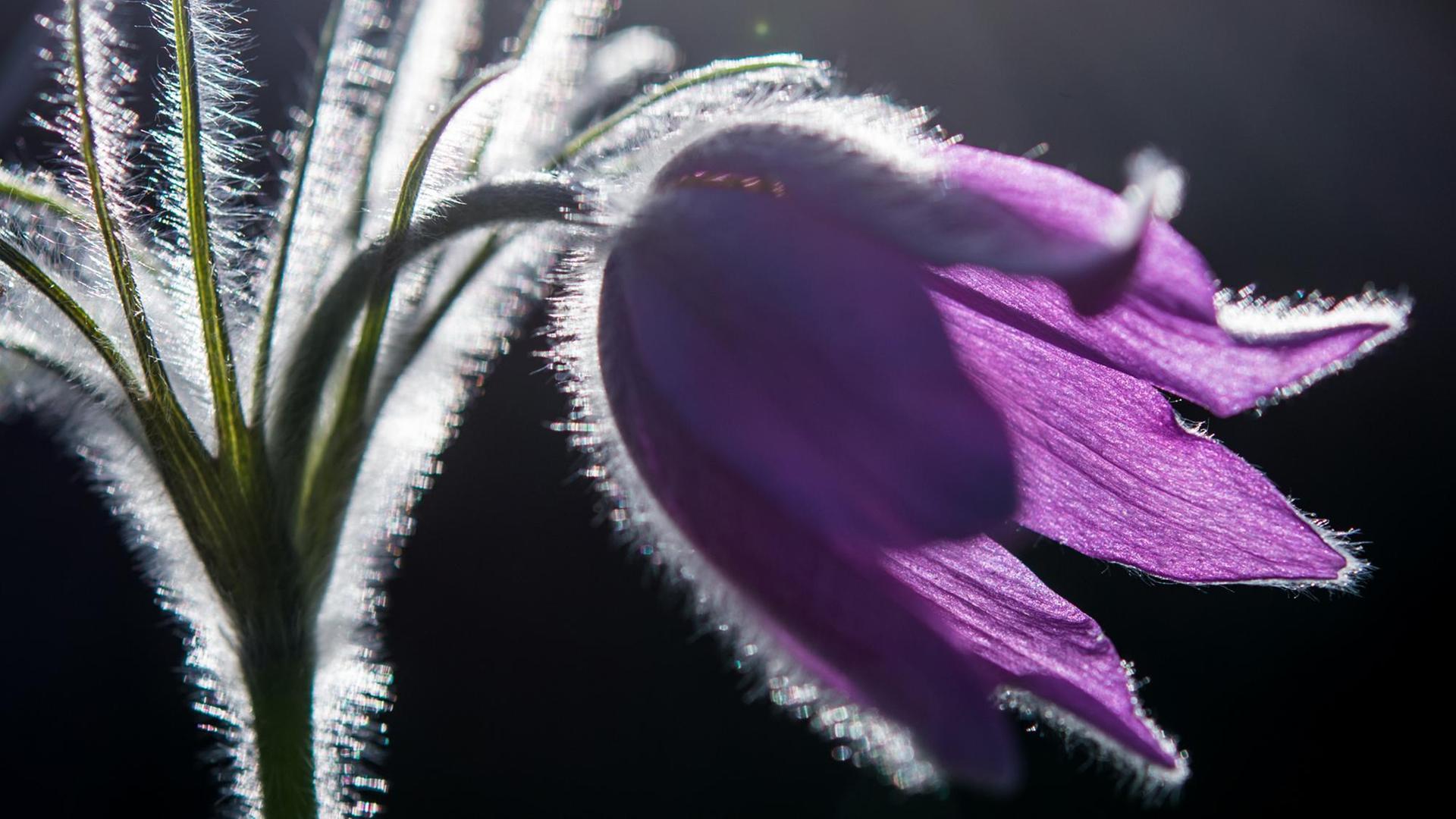 Eine Kuhschelle leuchtet im Gegenlicht am 22.04.2016 in einem Garten in Sieversdorf (Brandenburg). Foto: Patrick Pleul/dpa | Verwendung weltweit Eine Kuhschelle leuchtet im Gegenlicht am 22.04.2016 in einem Garten in Sieversdorf (Brandenburg). Foto: Patrick Pleul/dpa | Verwendung weltweit