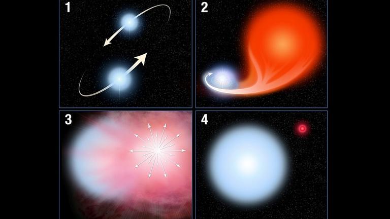 Szenario einer Stripped-envelope-Supernova: (1) zwei Sterne ungleicher Masse umrunden einander, (2) der massereichere Stern altert schneller und bläht sich zum Roten Riesen auf, der Materie an seinen Begleiter verliert, (3) der Rote Riese kollabiert zur Stripped-envelope-Supernova, (4) der überlebende Stern existiert mit mehr Masse weiter, altert dadurch aber schneller. (NASA) Szenario einer Stripped-envelope-Supernova: (1) zwei Sterne ungleicher Masse umrunden einander, (2) der massereichere Stern altert schneller und bläht sich zum Roten Riesen auf, der Materie an seinen Begleiter verliert, (3) der Rote Riese kollabiert zur Stripped-envelope-Supernova, (4) der überlebende Stern existiert mit mehr Masse weiter, altert dadurch aber schneller. (NASA)